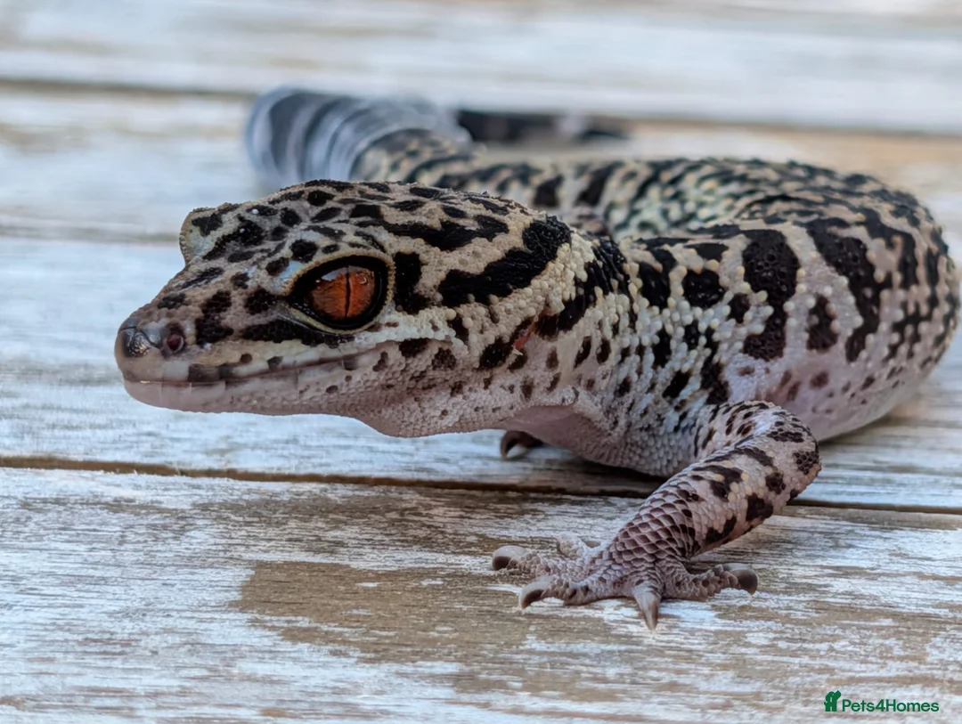 Gecko reptiles for sale: Bawangling Pair of Cave Geckos in Cheltenham - Advert 1