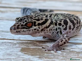 Gecko reptiles Bawangling Pair of Cave Geckos - Advert 4