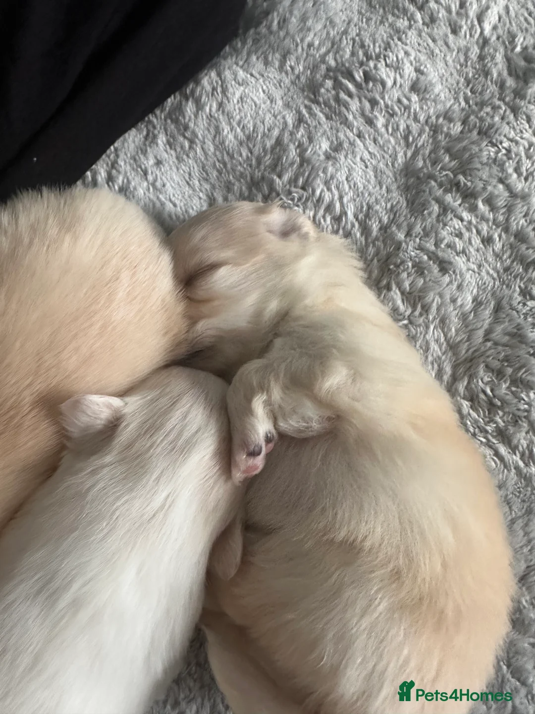 Pomeranian dogs for sale: Beautiful Russian blood line puppies - Advert 8