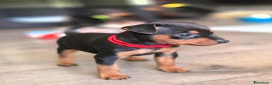 Miniature Pinscher (Red Collar)