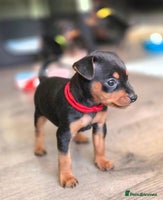 Miniature Pinscher dogs - Advert 2