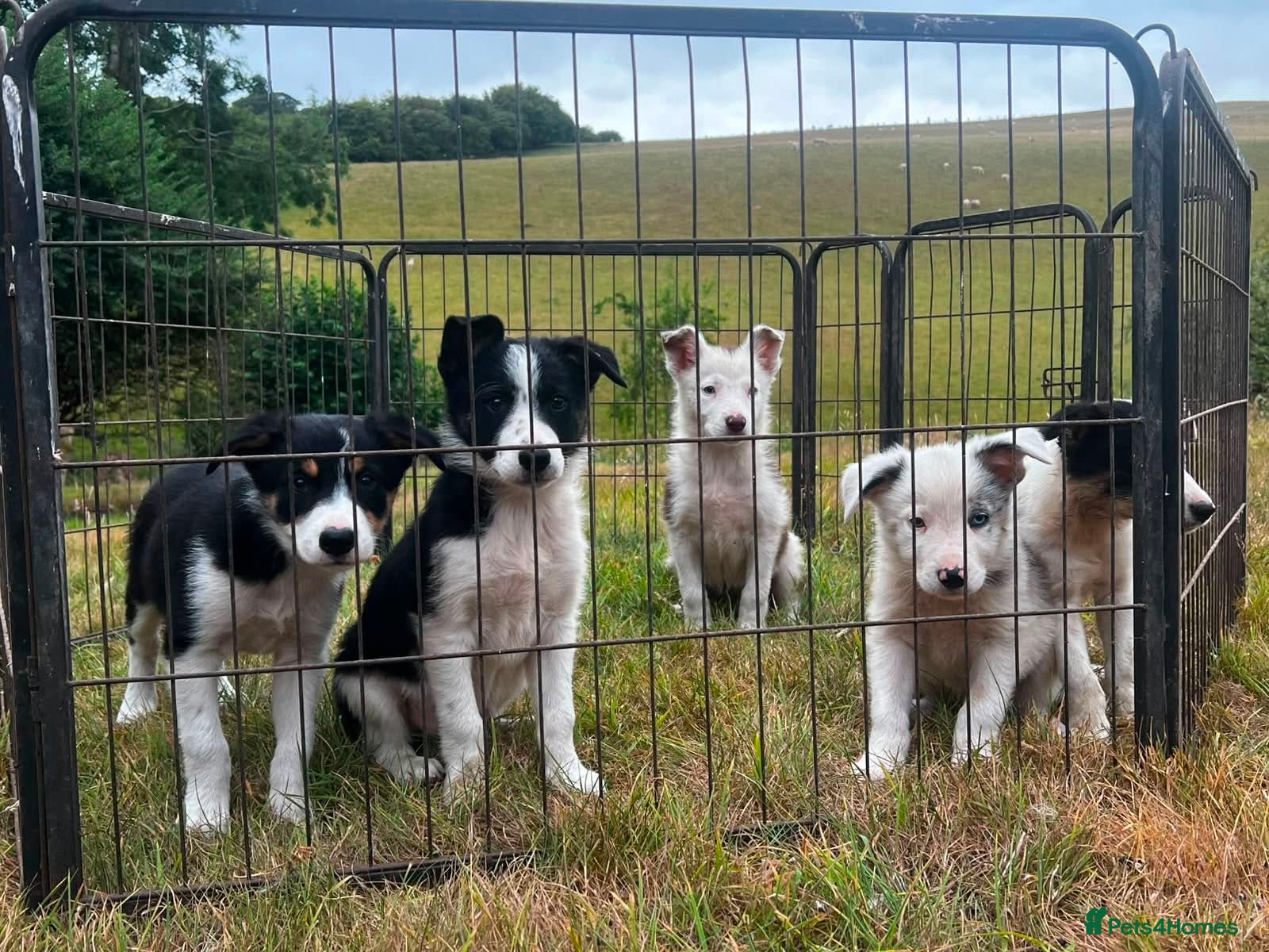 Border Collie dogs 5 Beautiful Border Collie, Blue Merle - Advert 1