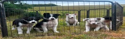 Border Collie dogs for sale: 5 Beautiful Border Collie, Blue Merle - Advert 1