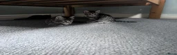 Mixed Breed cats for sale: 2 girls available  in Leicester - Advert 5