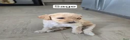 Labradoodle dogs for sale: Standard Multigeneration Labradoodle Backcross - Advert 39