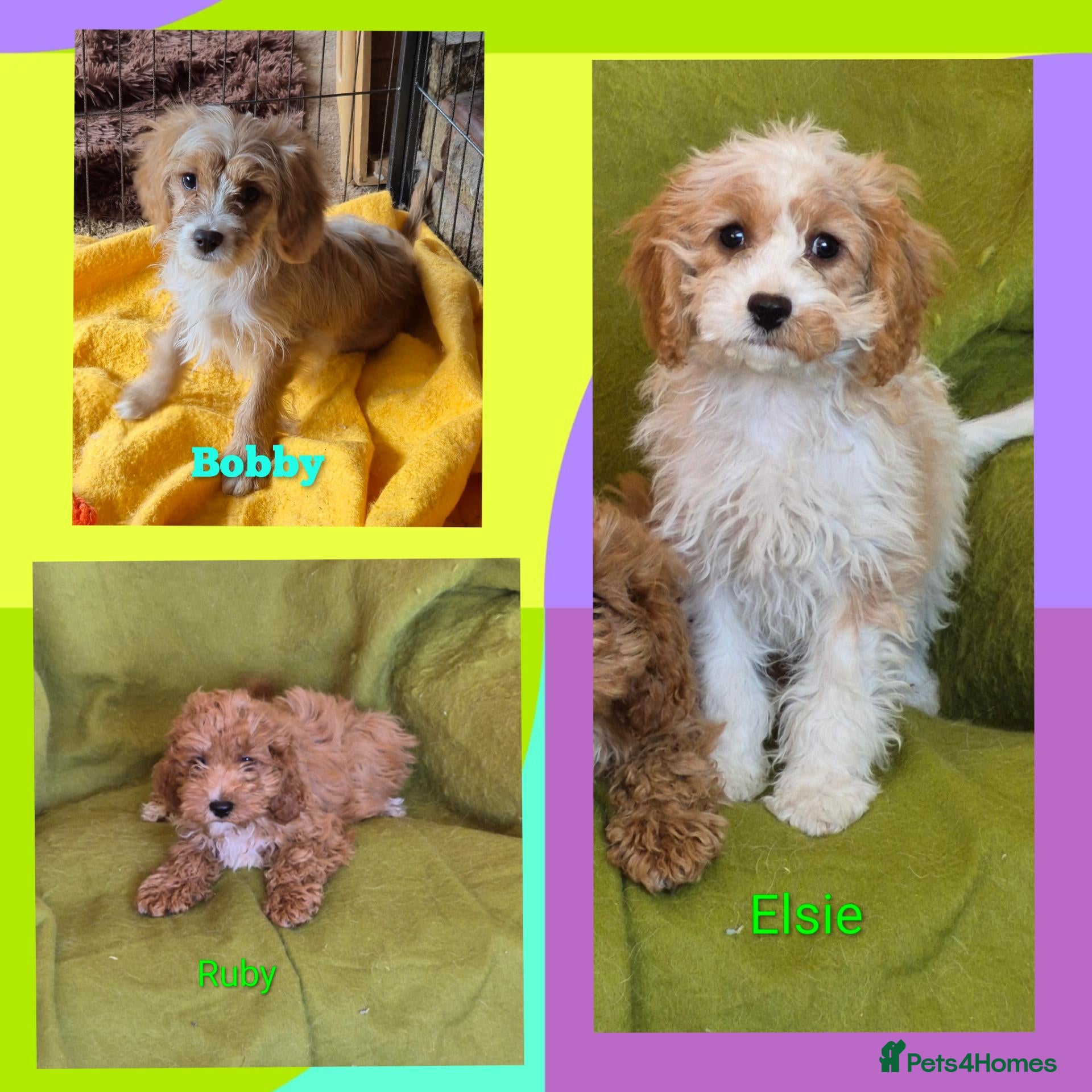 Cavapoo dogs Beautiful Cavapoo Puppies  - Advert 1