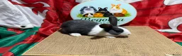 Dutch rabbits for sale: Gorgeous Dutch Rabbits  - Advert 7