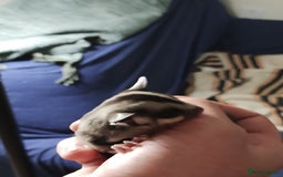 Sugar Glider rodents for sale: Sugar Glider, Male, 12 weeks. - Image 3