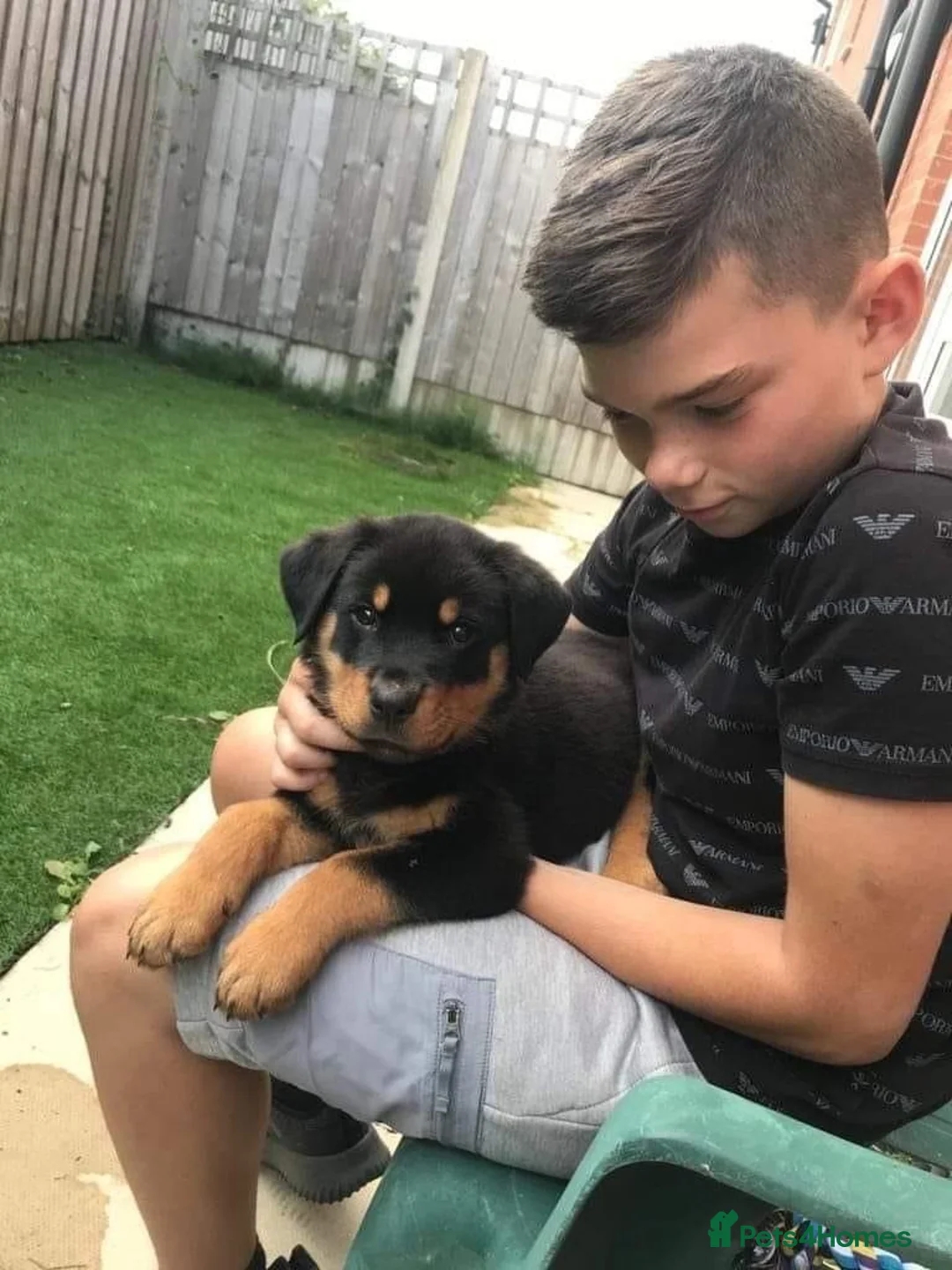 Rottweiler dogs for stud: 4 year old male rottweiler for stud in Leyland - Advert 8