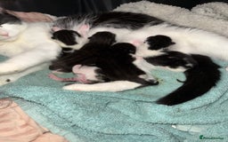 British Shorthair cats for sale: 5 male kittens available  - Image 2