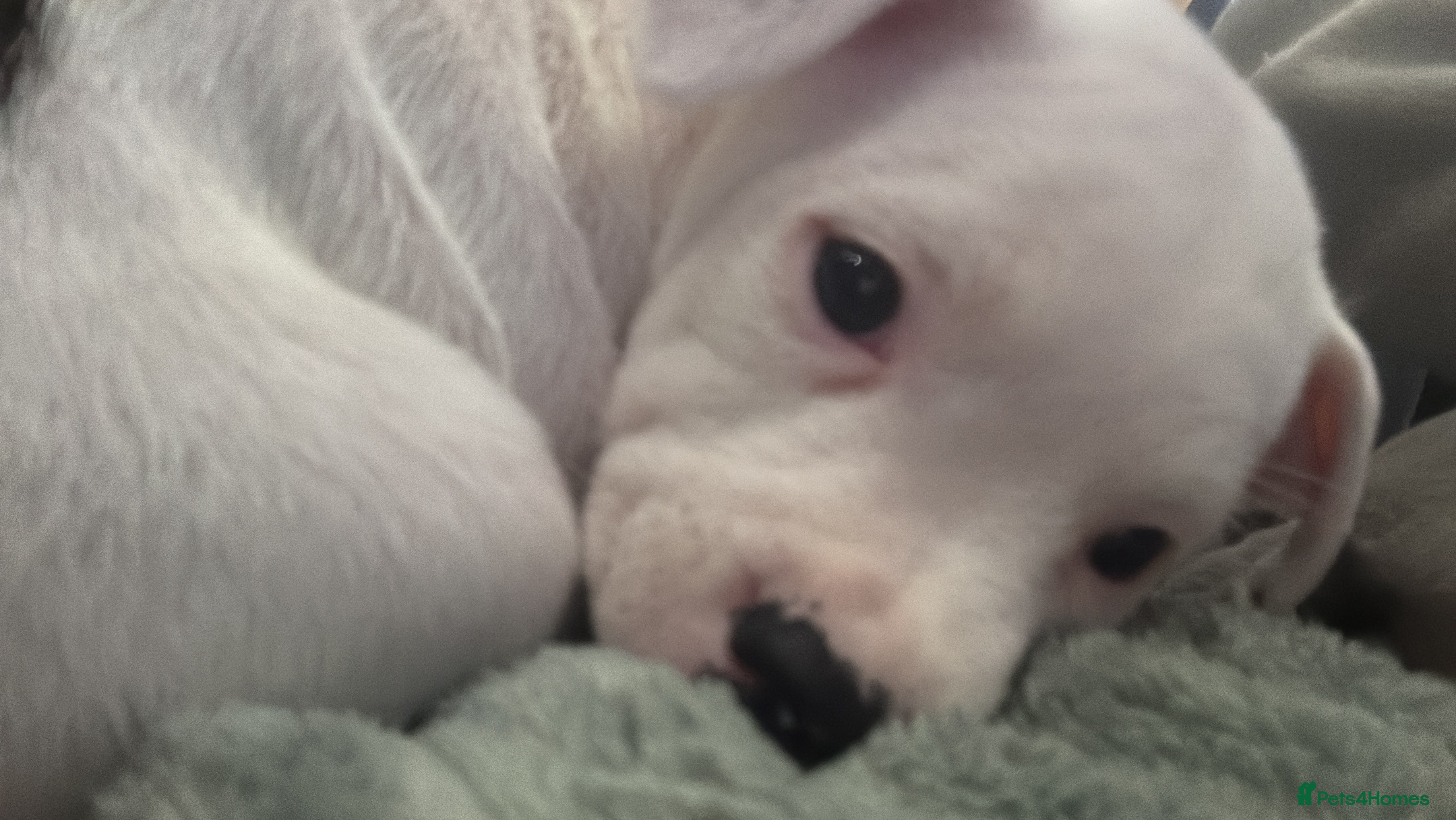 Staffordshire Bull Terrier dogs Staffordshire bull terrier girl - Advert 1