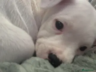 Staffordshire Bull Terrier dogs Staffordshire bull terrier girl - Advert 1