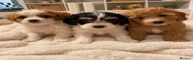 Mixed Breed 1