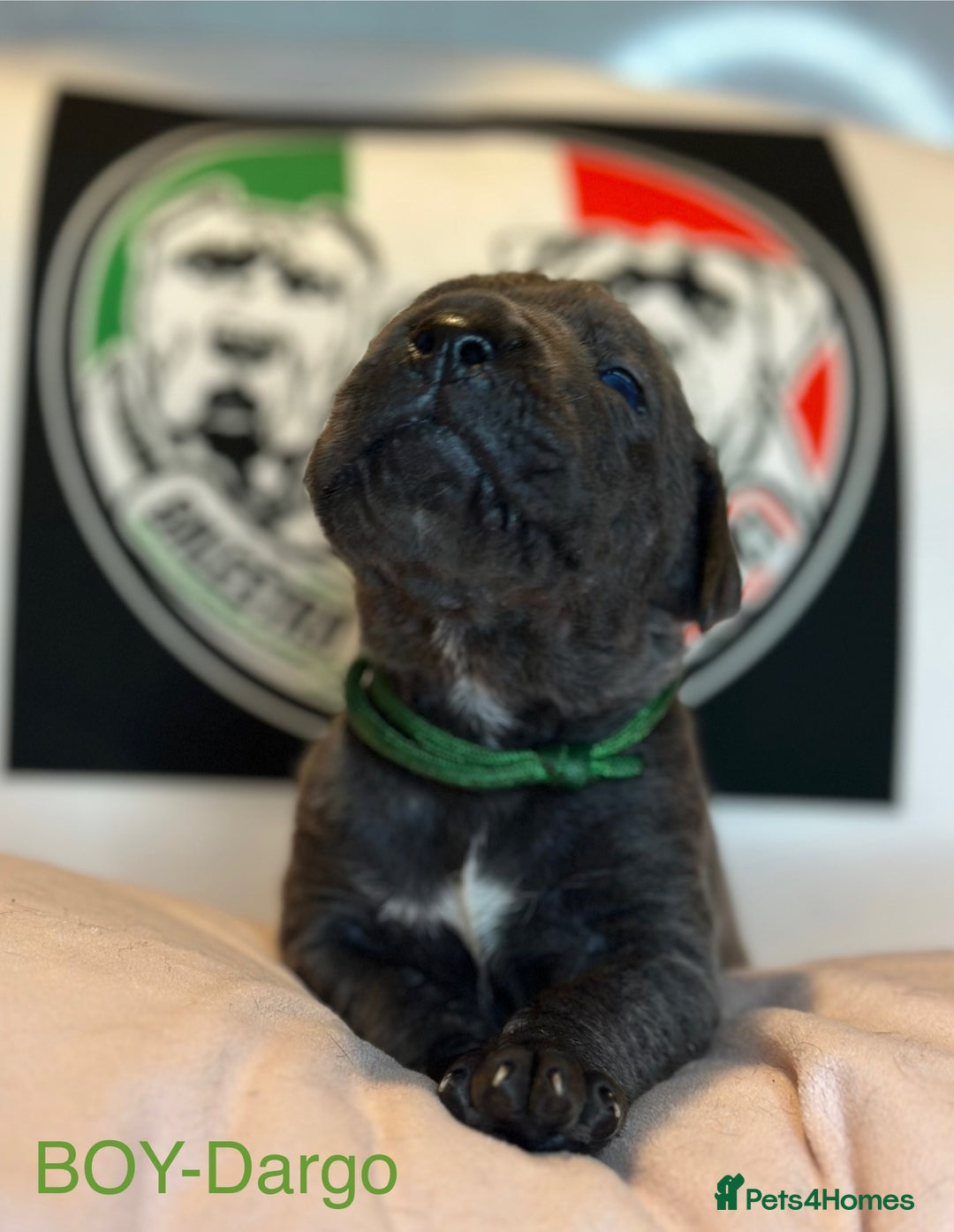 Cane Corso dogs for sale: Cane corso IKC/FCI  - Advert 15