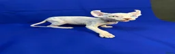 Sphynx cats for stud:  odd eyes shpynx elf ear STUD available.  - Advert 3