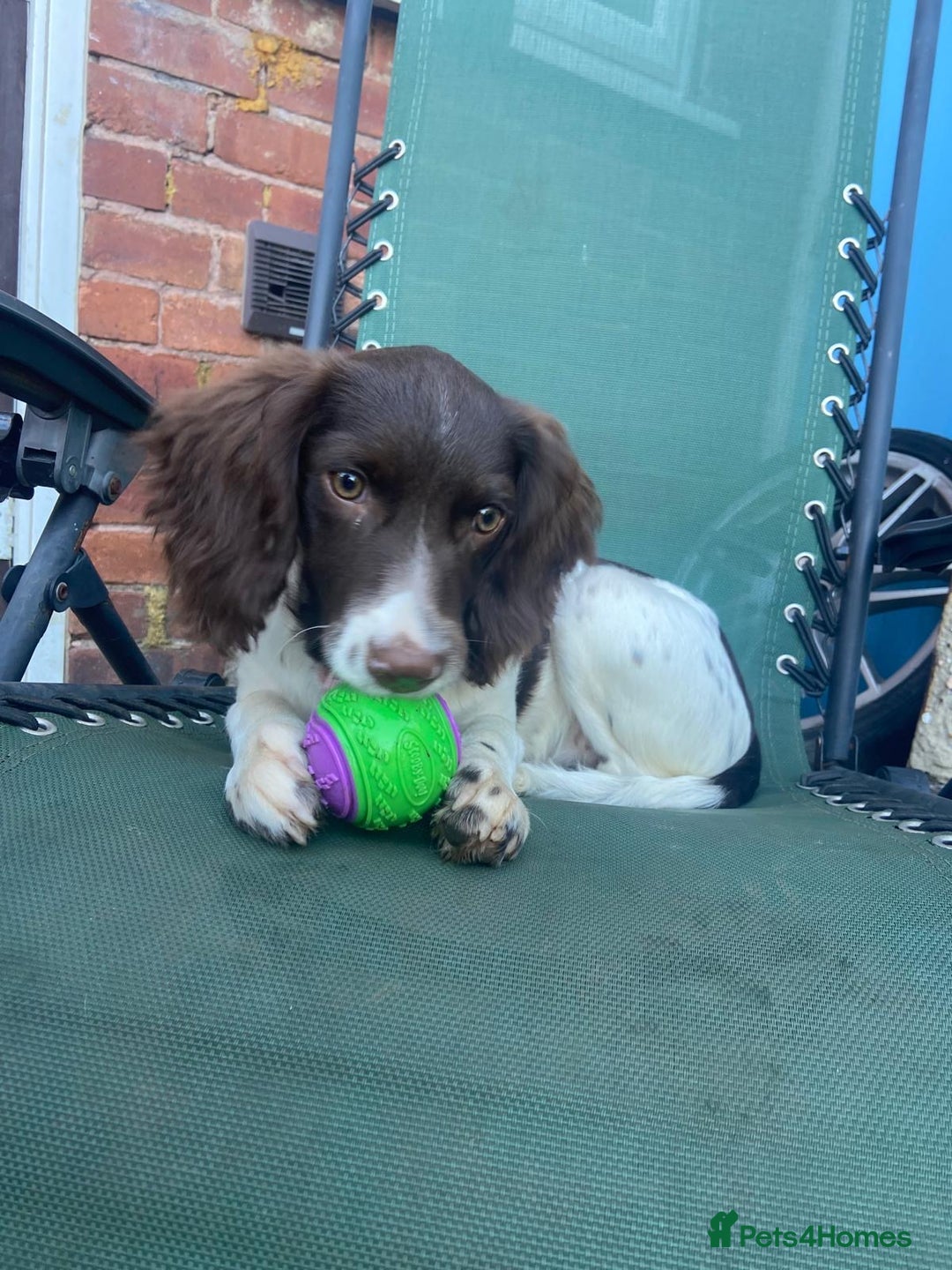 English Springer Spaniel dogs for sale: Beautiful girl looking for her forever family  - Image 10