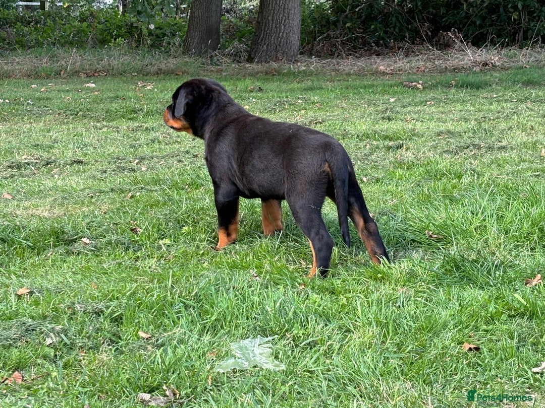 Rottweiler dogs for sale: 🏆Ready to go! By N.1 Stud in the UK METAL!!🏆 - Image 16