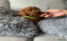 Labradoodle dogs for sale: Miniature Labradoodle  - Advert 6