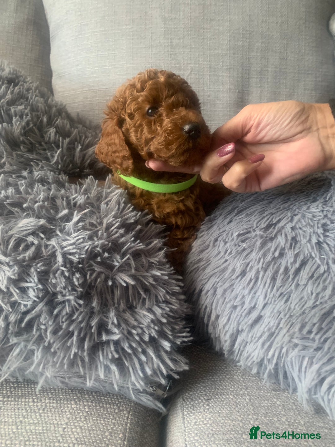 Labradoodle dogs for sale: Miniature Labradoodle  - Advert 6