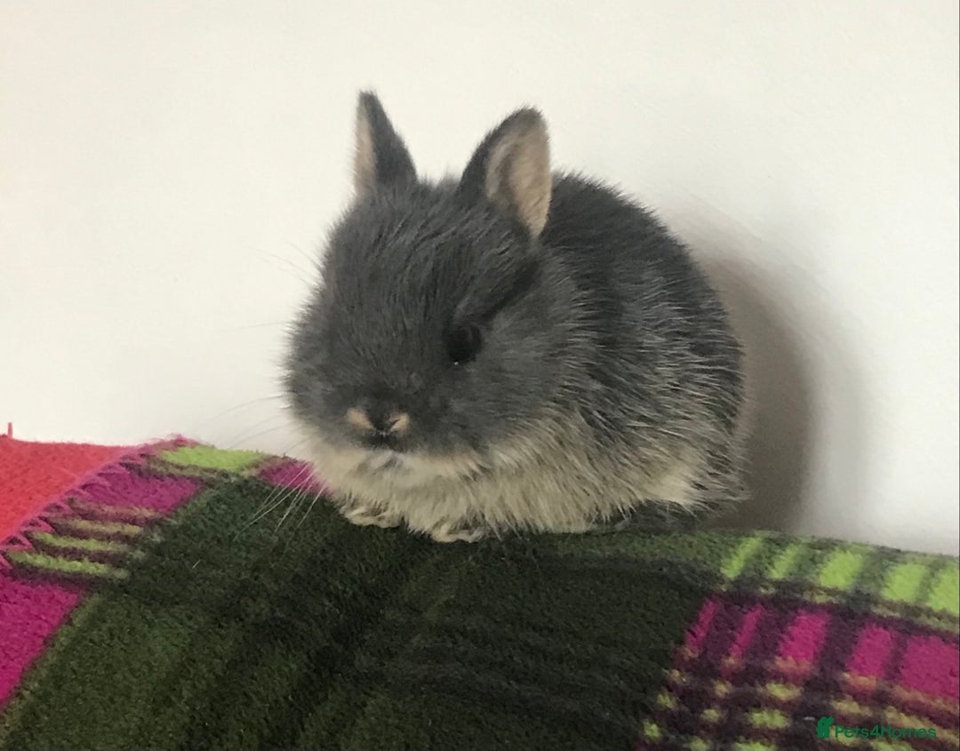 Netherland Dwarf rabbits for sale: Beautiful Netherlands Dwarf baby rabbits  - Advert 4