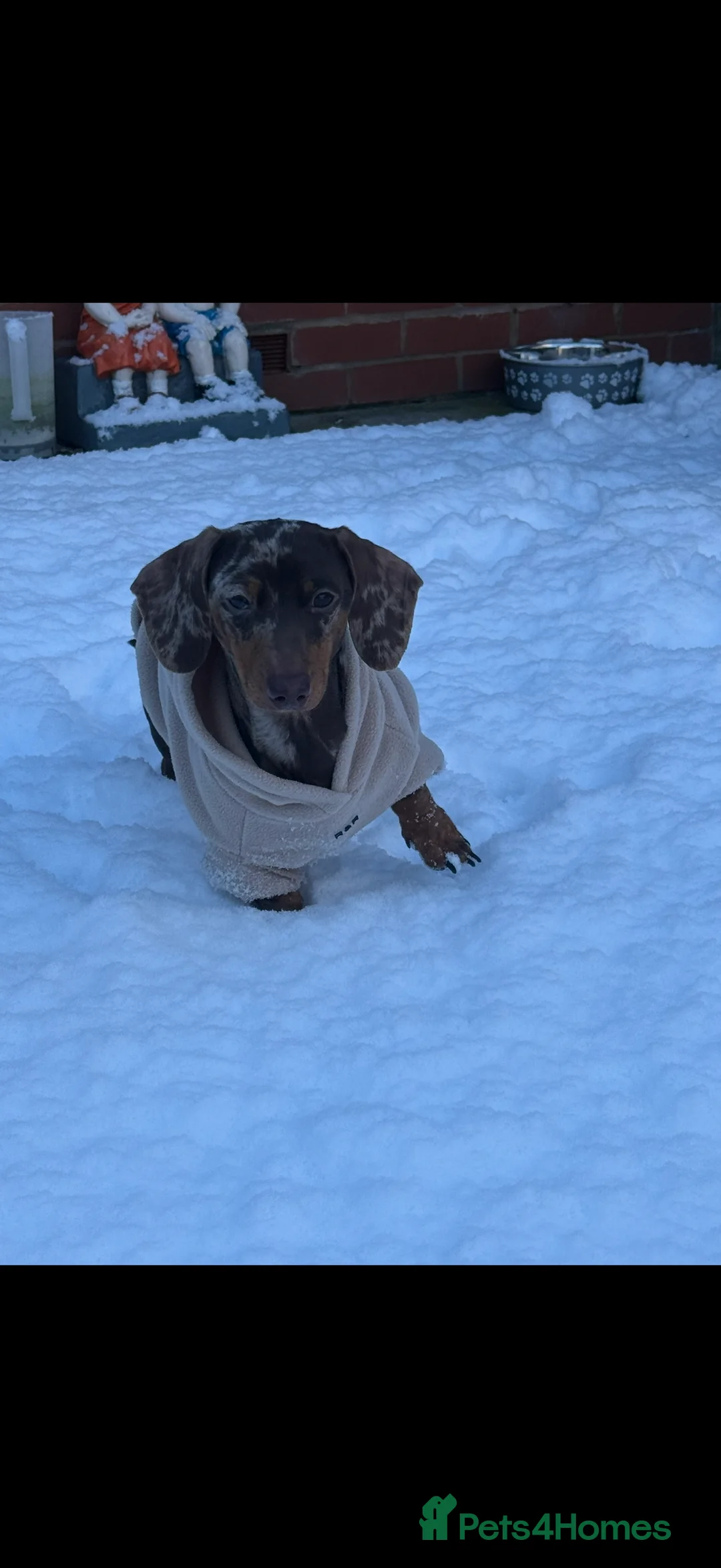 Miniature Dachshund dogs for sale: Miniature chocolate dapple male sausage  - Advert 5