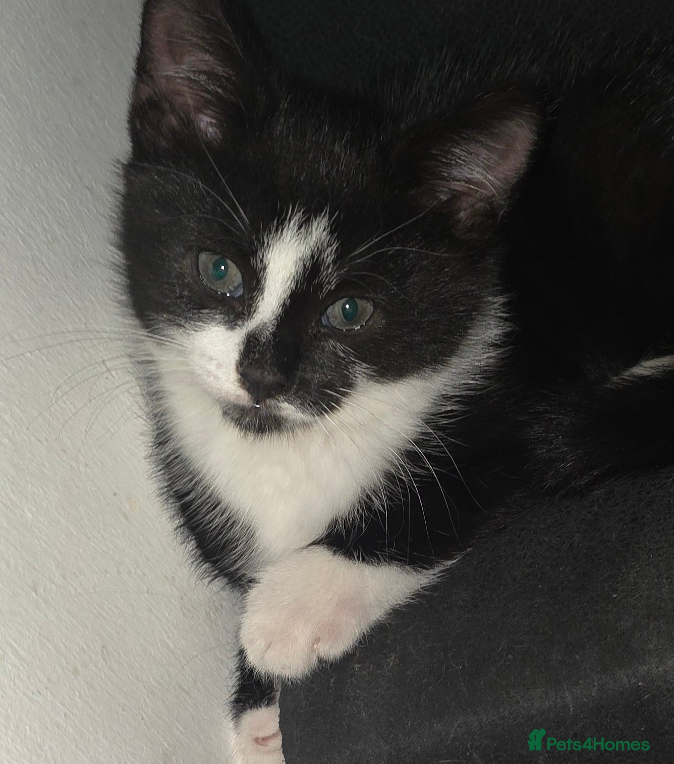 Domestic Shorthair cats 1 beautiful Black&White female kitten - Advert 6
