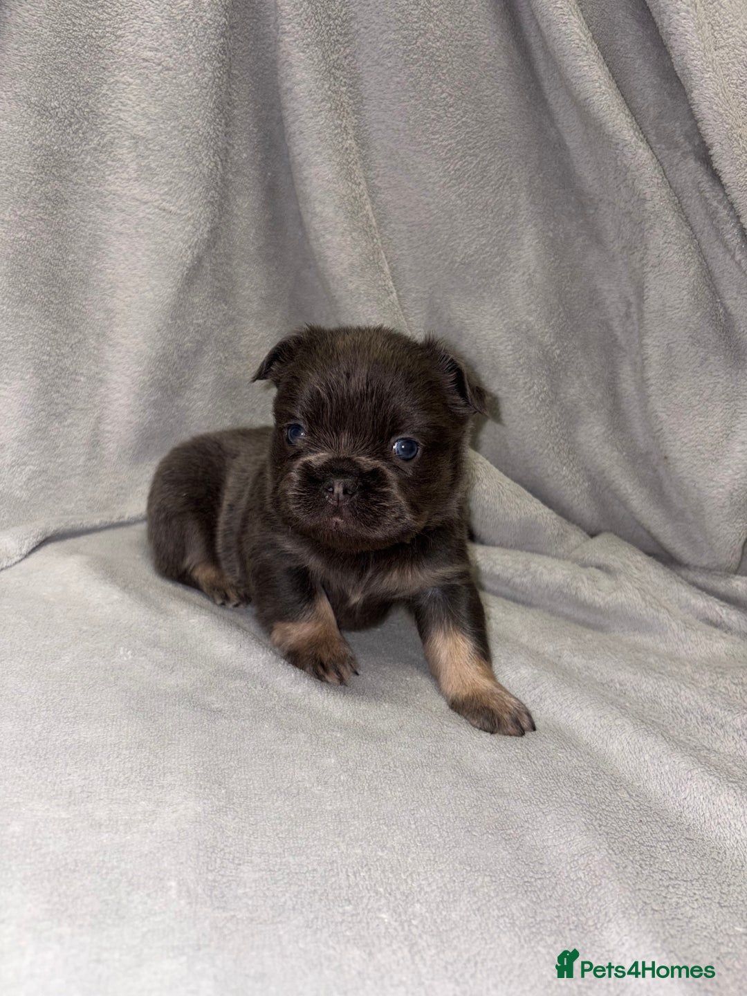 French Bulldog dogs for sale: 💯Quality 🇫🇷Fluffy french bulldogs for sale 🐶💙 - Advert 2