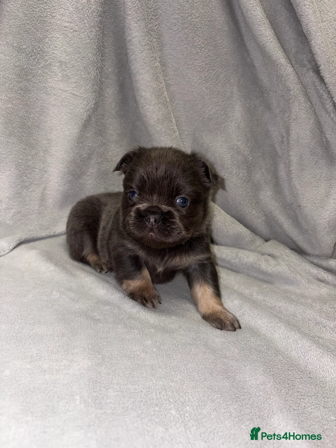 French Bulldog dogs for sale:  2 left 🇫🇷Fluffy french bulldog  - Advert 21