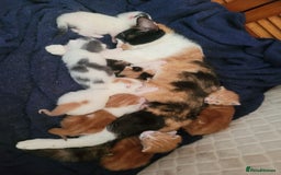 American Shorthair cats for sale: Lovely little kittens, lots of different colours! - Image 18