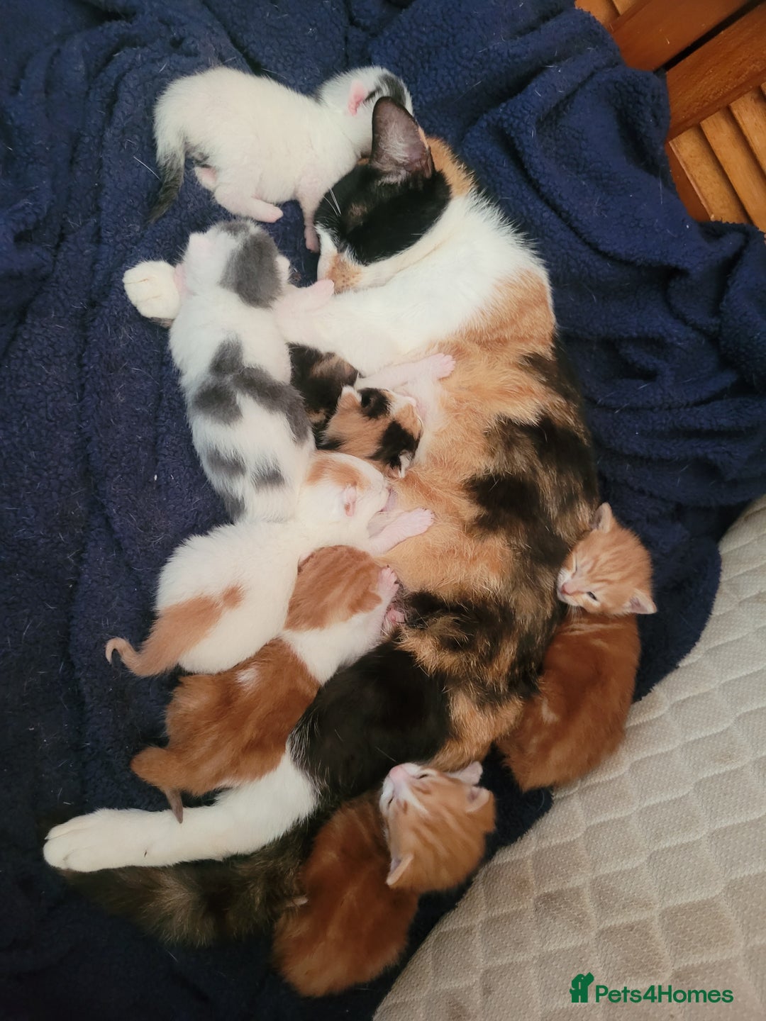 American Shorthair cats for sale: Lovely little kittens, lots of different colours! - Image 18