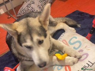 Shepsky dogs Husky cross German shepherd - Advert 1