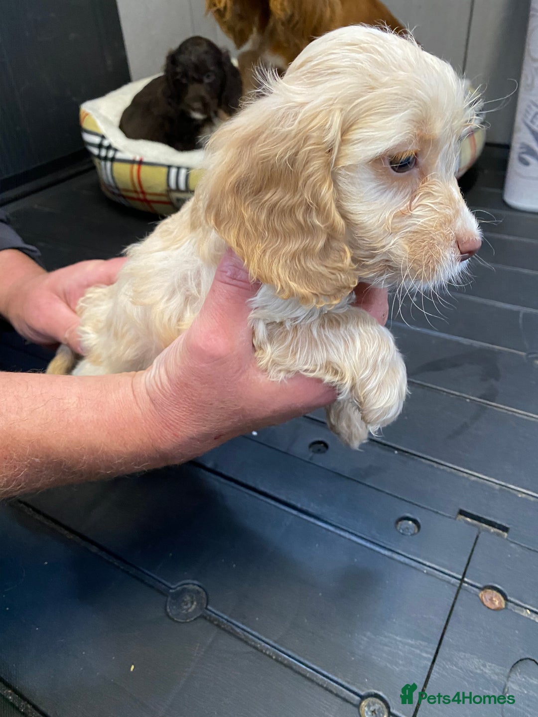 Cockapoo dogs for sale: AMAZING STUNNING F1 SHOW TYPE COCKAPOO  - Image 21