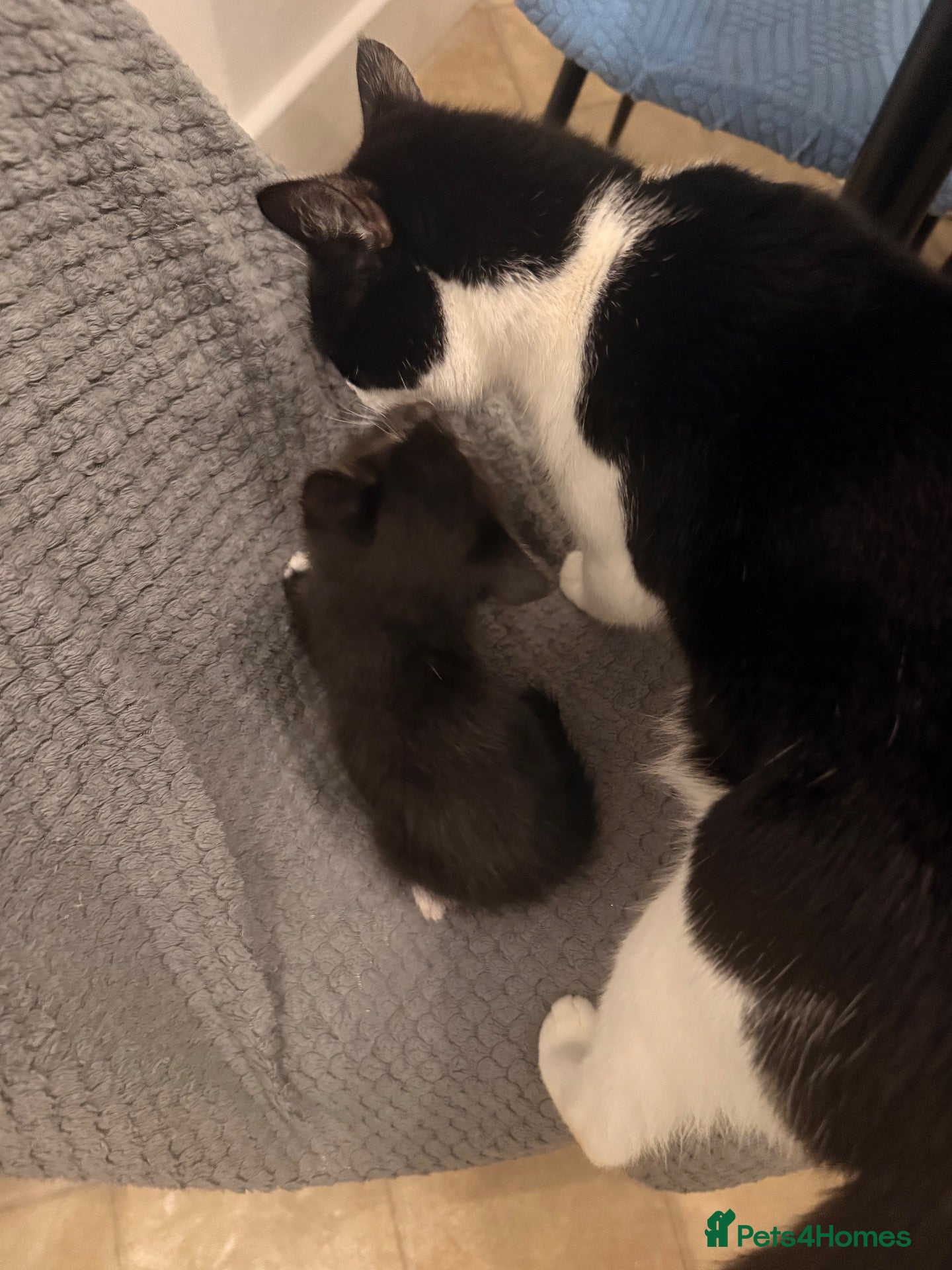 Mixed Breed cats 4 little kittens looking for new home - Advert 2