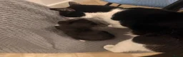 Mixed Breed cats for sale: 4 little kittens looking for new home - Advert 2