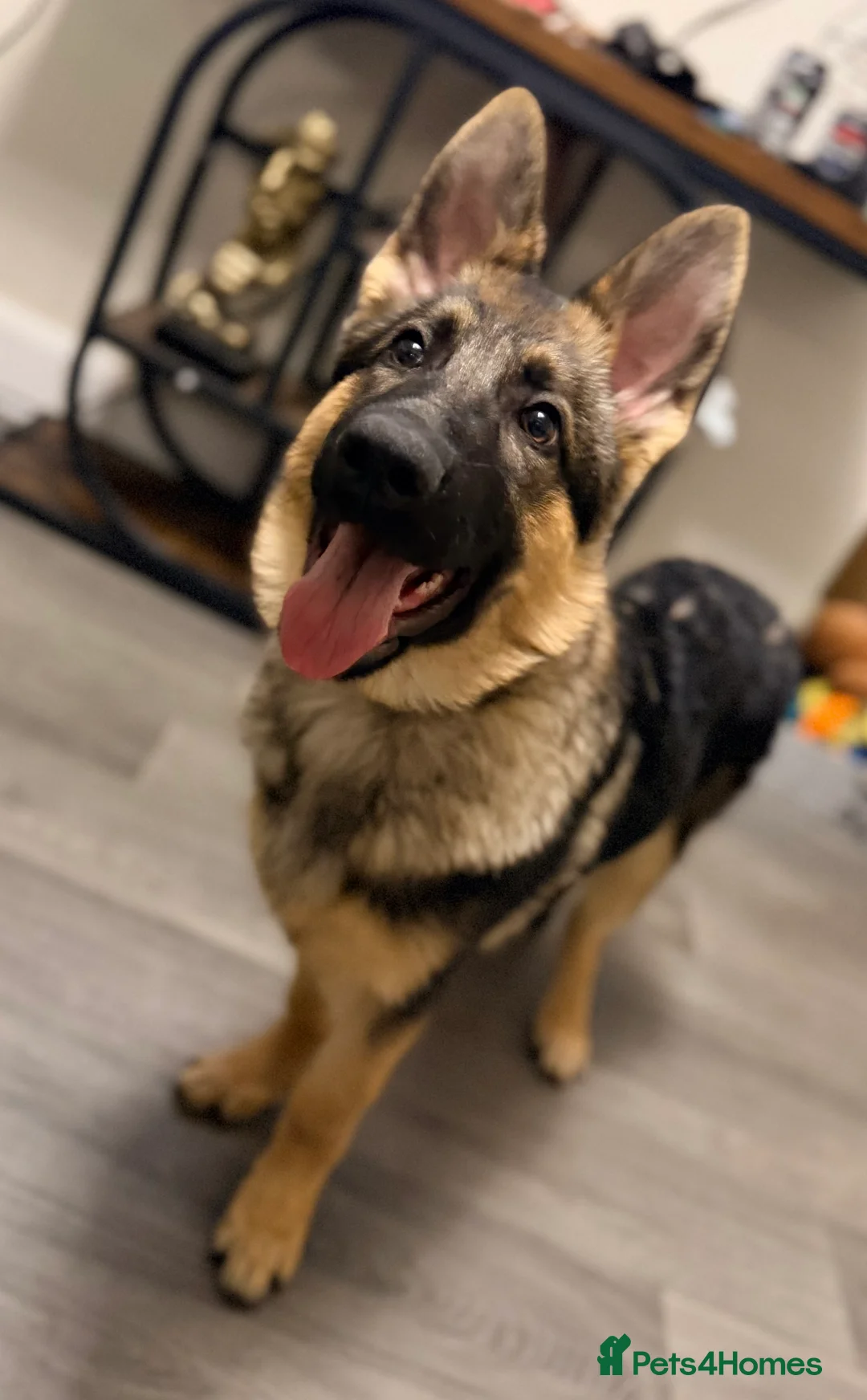 German Shepherd dogs for sale: 4.5 month old male German Shephard - Advert 7