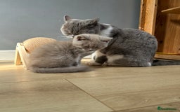 British Shorthair cats for sale: British shorthair kittens - Image 12