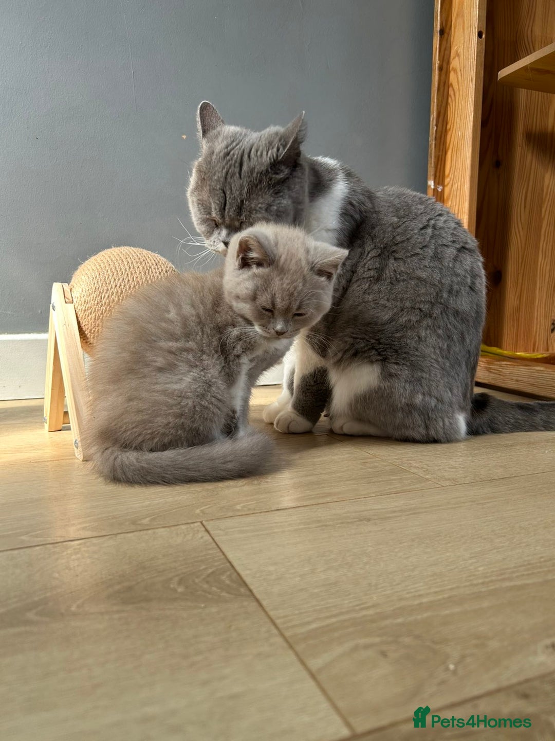 British Shorthair cats for sale: British shorthair kittens - Image 12