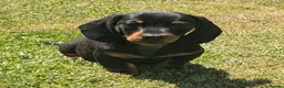 Miniature Dachshund dogs for sale: Quality KC/ PRA clear Miniature Dachshund Puppies  - Advert 12