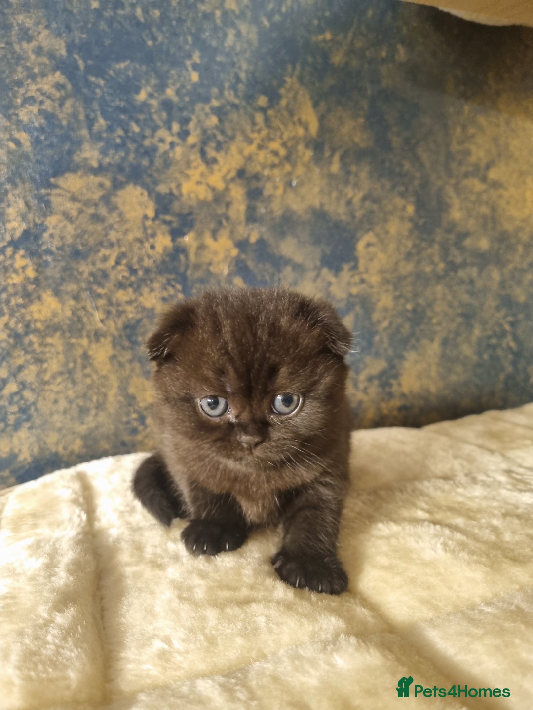 Scottish Fold cats for sale: SCOTTISH FOLD KITTENS - Advert 7