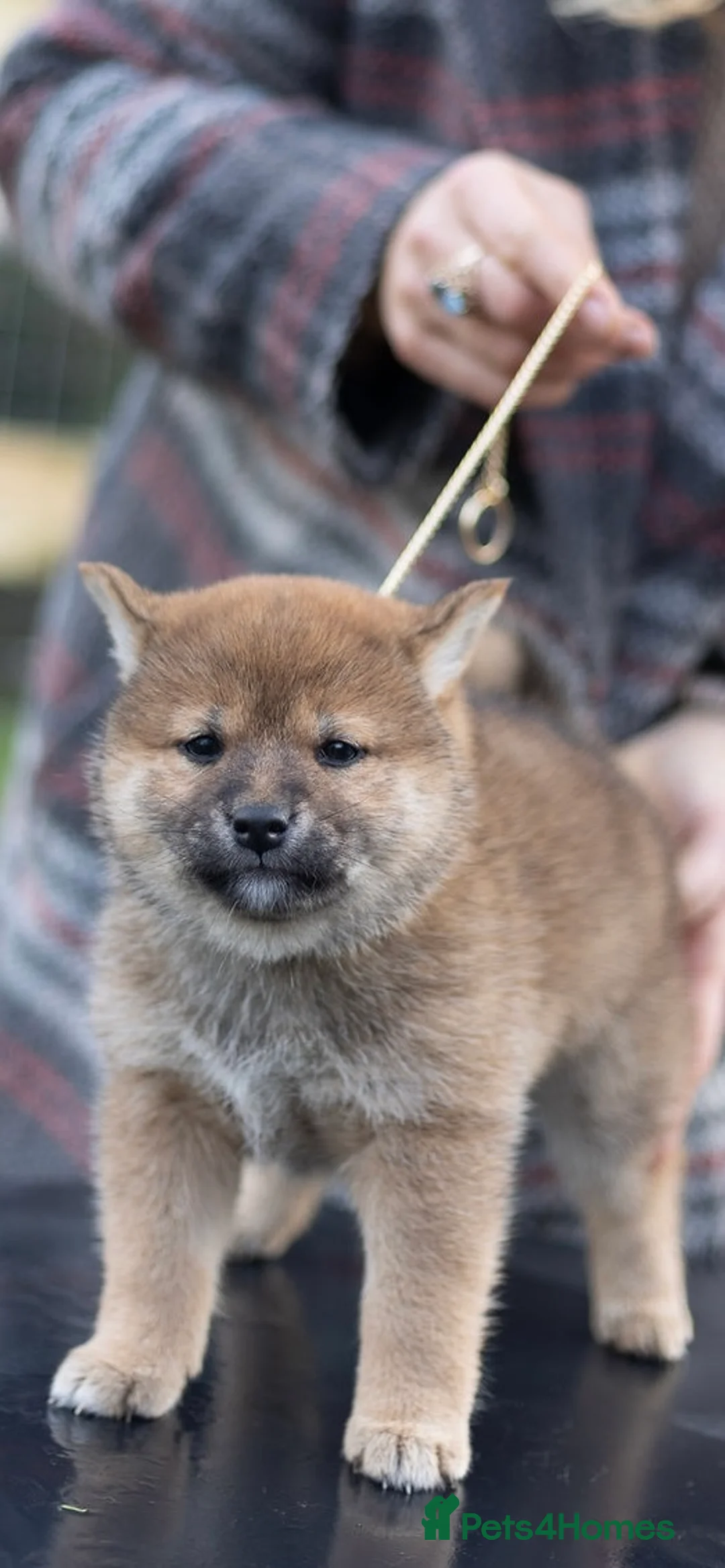 Japanese Shiba Inu dogs for sale: ❤️ Fall in Love with a Shiba Girl — Reduced Price - Advert 16