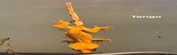 Gecko reptiles for sale: Leopard and crested geckos  in Trowbridge - Advert 3