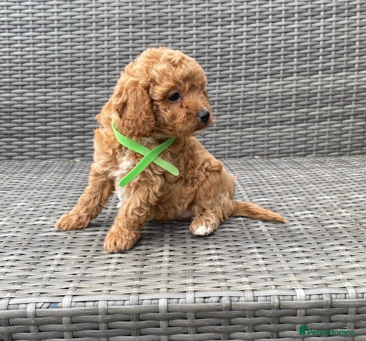 Green collar
