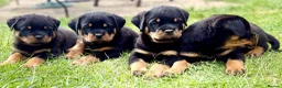 Rottweiler dogs for sale: Beautiful Rottweiler Puppies  in Chessington - Advert 13