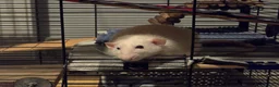 Rat rodents for sale: Male Rat Casper  - Advert 1