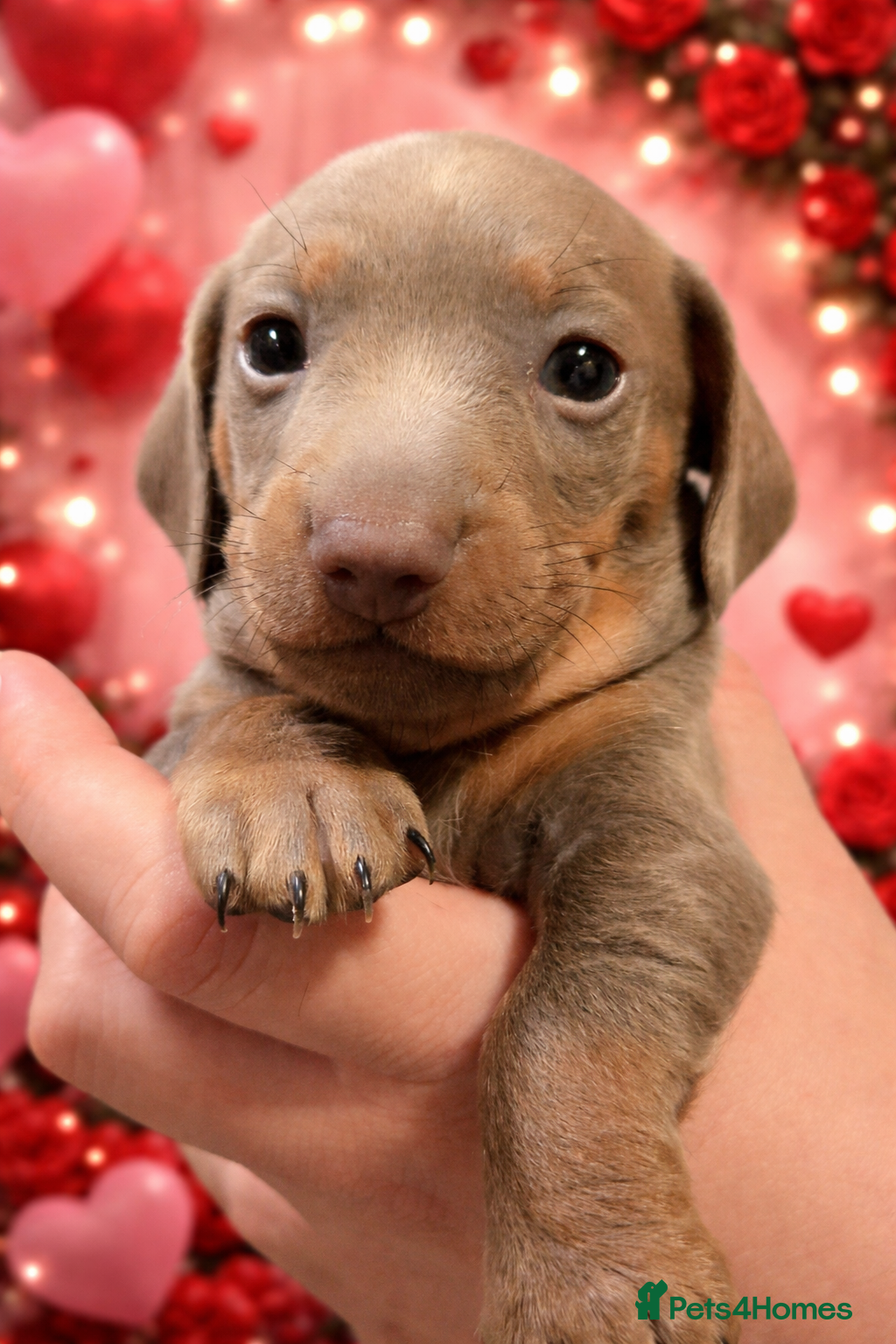 Miniature Dachshund dogs 1 Isabella male left - 9 KC reg mini dachshunds  - Advert 5