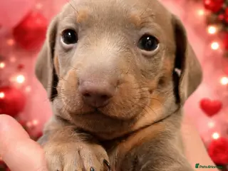 Miniature Dachshund dogs 1 Isabella male left - 9 KC reg mini dachshunds - Advert 5