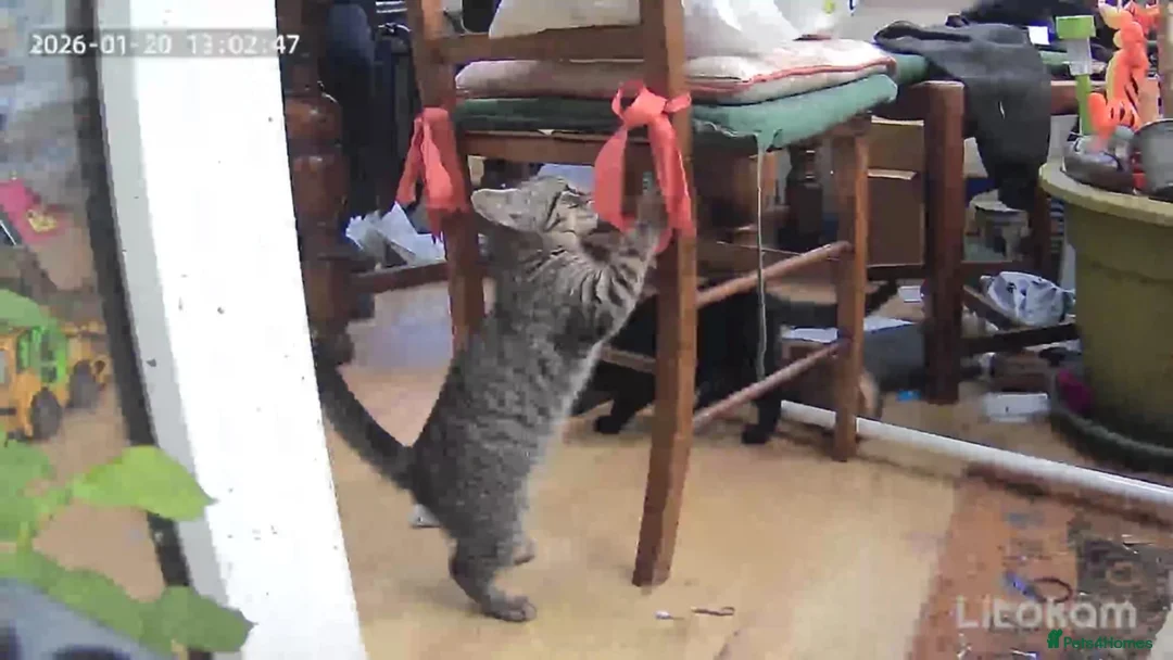 British Shorthair cats for sale: Two little kittens - ready to go - Advert 8