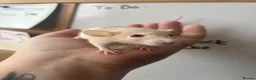 Rat rodents for sale: Dwarf Rats - Advert 3
