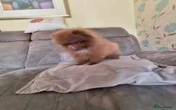 Pomeranian dogs for sale: Kc registered teddy bear pomeranians - Image 5