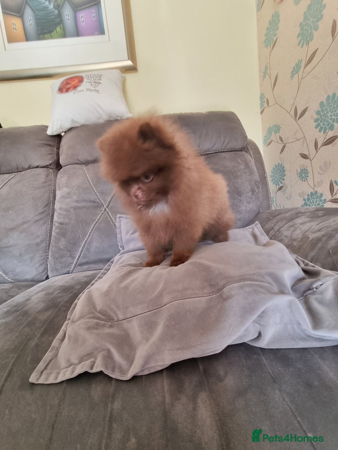 Pomeranian dogs for sale: Kc registered teddy bear pomeranians - Image 5
